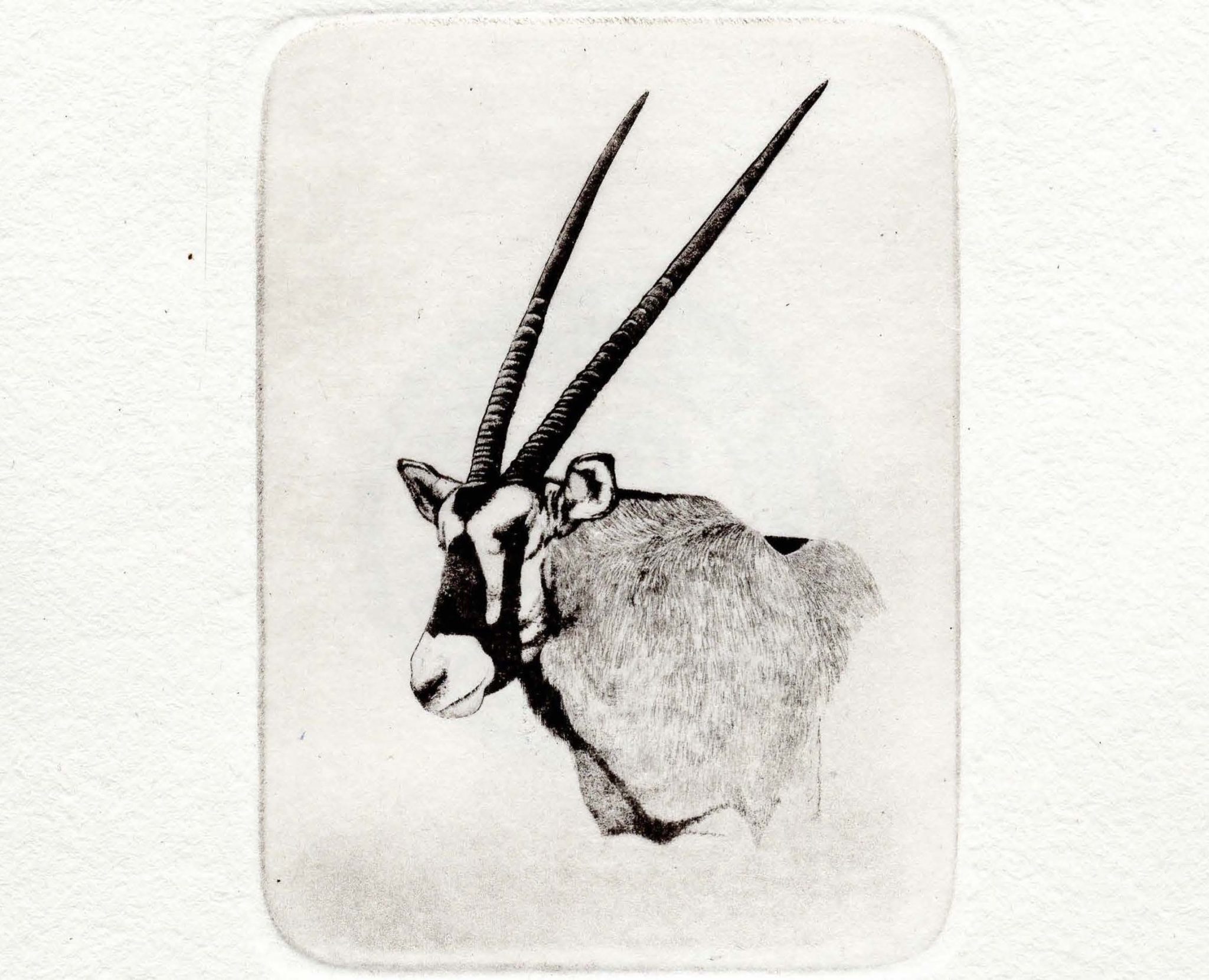 Oryx stamp limited edition print